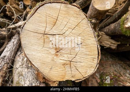 Gefällte Baum, Baumscheibe mit trocknenden Rissen. Stockfoto