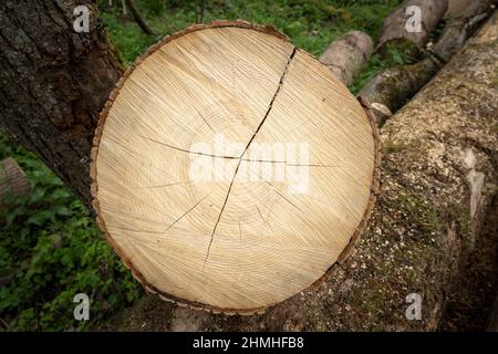 Gefällte Baum, Baumscheibe mit trocknenden Rissen. Stockfoto