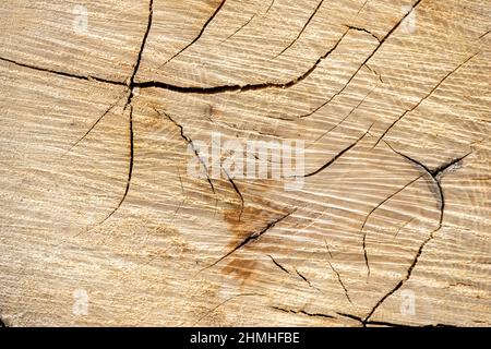 Gefällte Baum, Baumscheibe mit trocknenden Rissen. Stockfoto