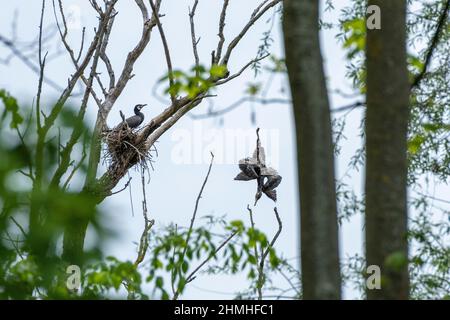 Kormoran (Phalacrocorax carbo). Karlsruhe, brütet im Pfeifersgrund. Stockfoto