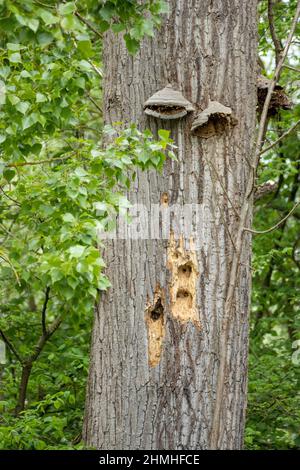 Zunder-Pilz (Fomes fomentarius) auf einem Baumstamm. Stockfoto