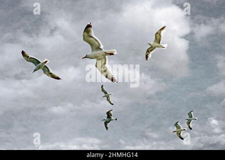 Einige Möwen fliegen am Himmel Stockfoto