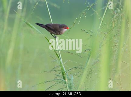 Kleiner gewöhnlicher Seidenschnabel-Vogel, Estrilda astrild, der Samen von hohem Schilf und Gras auf einem Feld frisst. Stockfoto