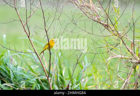 Ein kleiner Safranfinkenvögel, Sicalis flaveola, der in trockenen Zweigen mit einem weichen grünen Feld im Hintergrund verwischt. Stockfoto