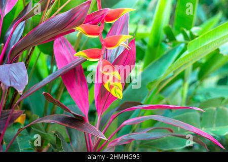 Üppiges tropisches Laub und eine Hummerklaue-Heliconia blühen in einem Garten. Stockfoto