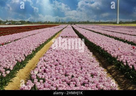 Blick auf Reihen rosa und rot bunt blühende Tulpen am blauen Himmel mit Cumuluswolken, Sonnenstrahlen - Grevenbroich, Deutschland Stockfoto