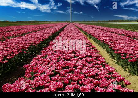 Abnehmende perspektivische Ansicht auf lila roten Tulpenreihen auf dem Feld gegen tiefblauen Himmel und Windturbinenmast in der Mitte - Grevenbroich, Deutschland Stockfoto