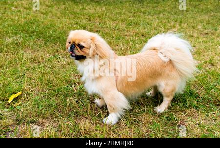 Pekingese-Profil. Pekingese liegt auf dem Rasen im Park. Stockfoto