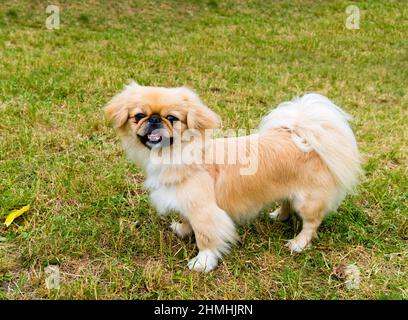 Pekingese steht. Pekingese liegt auf dem Rasen im Park. Stockfoto