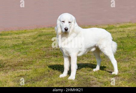 Der polnische Tatra-Schäferhund schaut beiseite. Der polnische Tatra Sheepdog steht auf dem grünen Gras im Park. Stockfoto