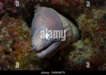 Weißäugiger Muränen verrohrt aus einem Bau, Panglao, Philippinen Stockfoto