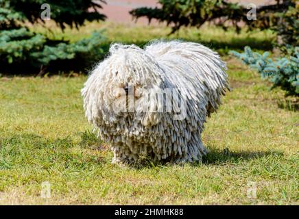 Puli im Gesicht. Der Puli steht auf dem Rasen im Park. Stockfoto