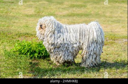 Puli im Profil. Der Puli steht auf dem Rasen im Park. Stockfoto