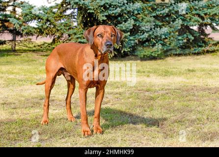 Rhodesian Ridgeback mit vollem Gesicht. Rhodesian Ridgeback steht auf dem Rasen im Park. Stockfoto