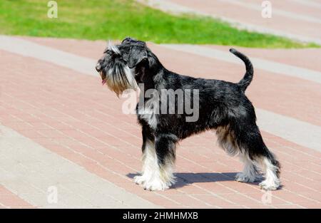 Miniatur-Schnauzer im Profil. Der Zwergschnauzer befindet sich im Stadtpark. Stockfoto