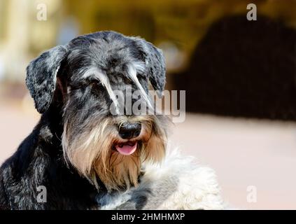 Miniatur-Schnauzer-Porträt im vollen Gesicht. Der Zwergschnauzer befindet sich im Stadtpark. Stockfoto