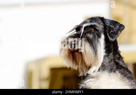 Miniatur Schnauzer Porträt links. Der Zwergschnauzer befindet sich im Stadtpark. Stockfoto