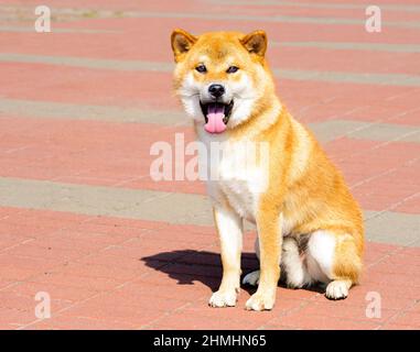 Shiba Inu Sitze. Das Shiba Inu befindet sich im Stadtpark. Stockfoto