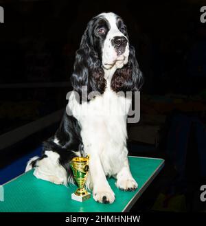 Englisch Cocker Spaniel auf der Show. Der englische Cocker Spaniel sitzt auf dem Tisch. Stockfoto