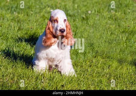 Englisch Cocker Spaniel Welpe Sitze. Der englische Cocker Spaniel ist auf dem Gras. Stockfoto