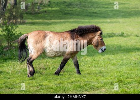 Przewalskis Pferd von der Seite. Diese stämmigen Rasse der wilden Pferd war in der Wildnis ausgestorben, bis Zuchtprogramme in den Steppen der Mongoli wieder eingeführt Stockfoto