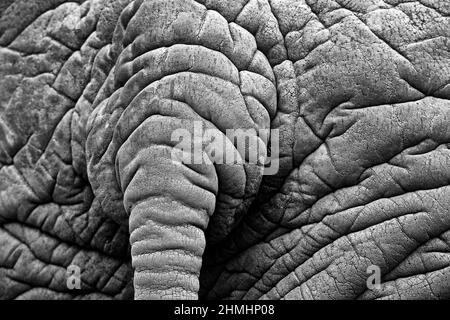 Detail eines großen Elefanten. Wildlife-Szene aus der Natur. Kunstansicht auf die Natur. Nahaufnahme des Großsäugers, Etosha NP, Namibia in Afrika. Detail von w Stockfoto