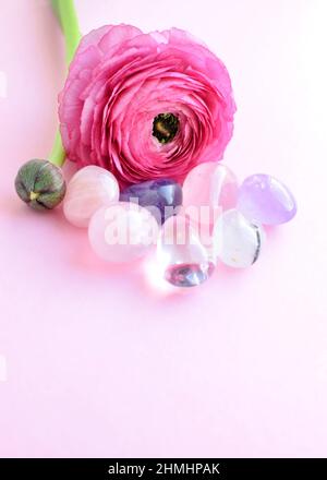 Schöne rosa Ranunculus Blume und Halbedelsteine Rosenquarz und Amethyst liegen auf einem rosa Hintergrund. Stockfoto