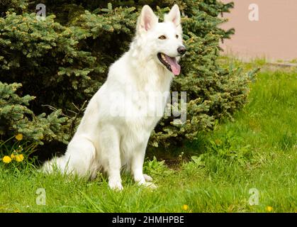 White Swiss Shepherd Sitze. Der Weiße Schweizer Schäferhund ist im Park. Stockfoto