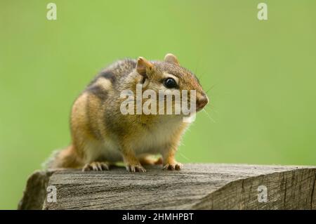Eastern Chipmunk (Tamias striatus) auf der Suche nach einem Snack, Michigan, USA