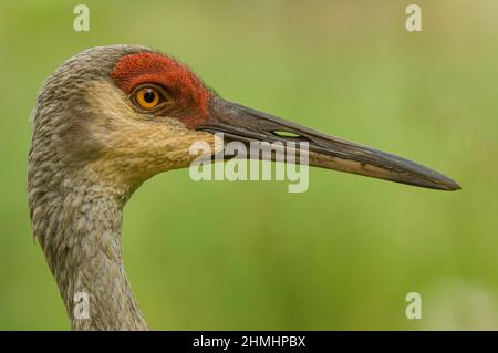 Sandhill Crane (Antigone canadensis) Porträt mit einfachem, klarem Hintergrund, Milford, Michigan Stockfoto