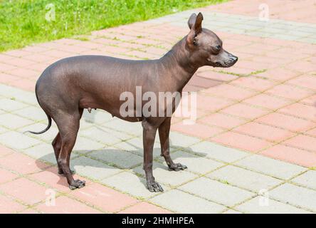 Xoloitzcuintli haarloser Hund. Der haarlose Xoloitzcuintli-Hund steht im Park. Stockfoto