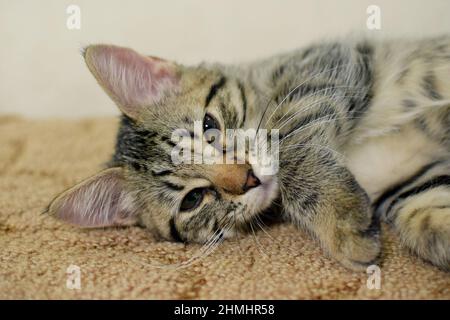 Niedliches, übermutes, gestromte Kätzchen schaut nach oben. Porträt eines Kurilian Bobtail Kätzchens. Stockfoto