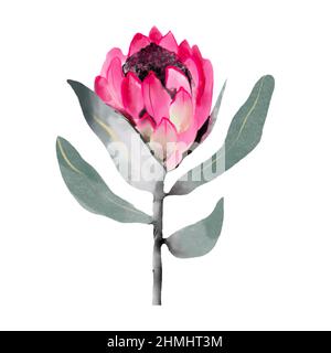 Protea Aquarell rosa Blume auf weiß isoliert Stockfoto