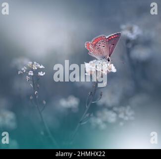 Schöne grüne Natur Hintergrund.Floral Art Design.Makro-Fotografie.Schmetterling und Wild Field.Creative künstlerische Wallpaper.Sommer weiße Blumen. Stockfoto