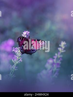 Schöne blaue strukturierte Natur Hintergrund.Floral Art Design.Makro-Fotografie.Schmetterling und Lavendel Feld.Kreative künstlerische Wallpaper.Sommerblumen. Stockfoto