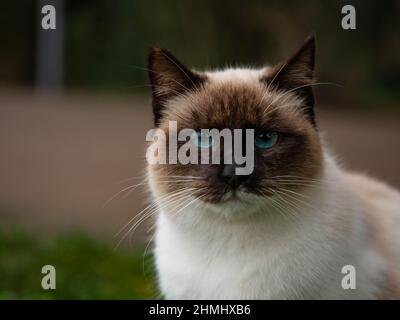 Portrait Nahaufnahme Gesicht liebenswert siam Katze mit blauen Augen, Natur Hintergrund mit Garten mit grünem Gras Stockfoto