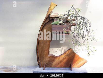 Pachypodium succulentum im Pacific Bonsai Museum in Federal Way, Washington. Stockfoto