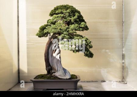 Chinesischer Wacholder auf dem Bonsai-Baum der Sierra Juniper, ausgestellt im Pacific Bonsai Museum in Federal Way, Washington. Stockfoto