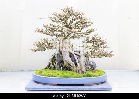 Trident Ahorn Bonsai Baum auf der Ausstellung im Pacific Bonsai Museum in Federal Way, Washington. Stockfoto