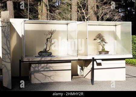 Bonsai-Bäume werden im Pacific Bonsai Museum in Federal Way, Washington, ausgestellt. Stockfoto