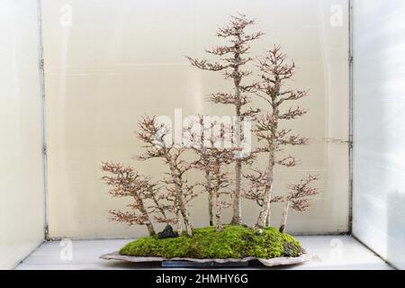 Japanischer Lärchenbonsai-Baum im Pacific Bonsai Museum in Federal Way, Washington. Stockfoto