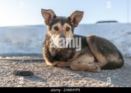 Ein streunender Hund im Winter. Ein Porträt eines großen gemischten streunenden Hundes Sheepdog auf der Seite vor einem winterweißen Hintergrund. Speicherplatz kopieren. Das Auge des Hundes Stockfoto