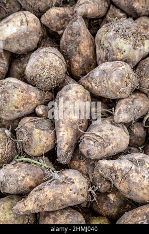 Nahaufnahme von gestapelten Zuckerrüben, die auf einer Hertfordshire Farm aus dem Boden gezogen wurden Stockfoto