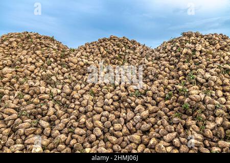 Haufen von Zuckerrüben, die auf einer Hertfordshire-Farm aus dem Boden gezogen wurden Stockfoto