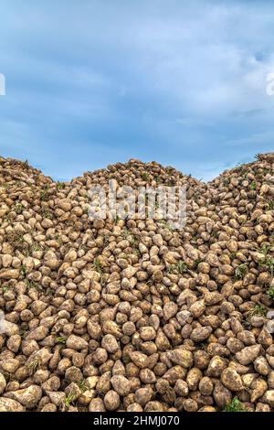 Haufen von Zuckerrüben, die auf einer Hertfordshire-Farm aus dem Boden gezogen wurden Stockfoto