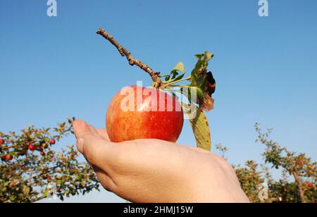 Präsentiert einen roten Bio-Apfel Stockfoto