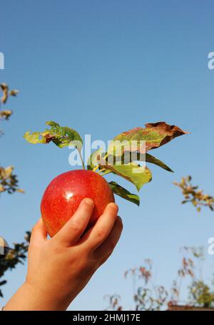 Kinderhand, die einen roten Bio-Apfel am Himmel hält Stockfoto