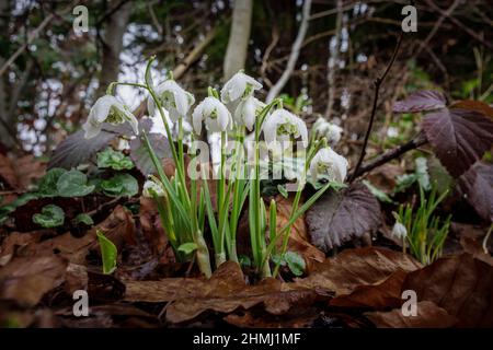 Nahaufnahme eines Blütenklumpens aus doppelt blühenden Schneeglöckchen (Galanthus nivalis) in Blüte, nass mit Regentropfen, die in einem Garten in Surrey, SE England, wachsen Stockfoto
