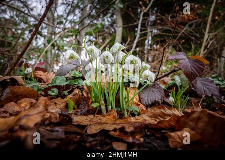 Nahaufnahme eines Blütenklumpens aus doppelt blühenden Schneeglöckchen (Galanthus nivalis) in Blüte, nass mit Regentropfen, die in einem Garten in Surrey, SE England, wachsen Stockfoto