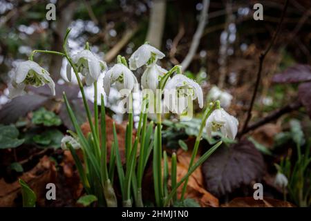 Nahaufnahme eines Blütenklumpens aus doppelt blühenden Schneeglöckchen (Galanthus nivalis) in Blüte, nass mit Regentropfen, die in einem Garten in Surrey, SE England, wachsen Stockfoto